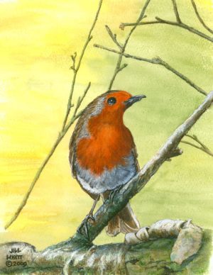 English Robin