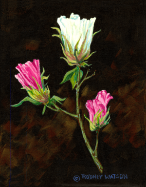 Cotton Bloom